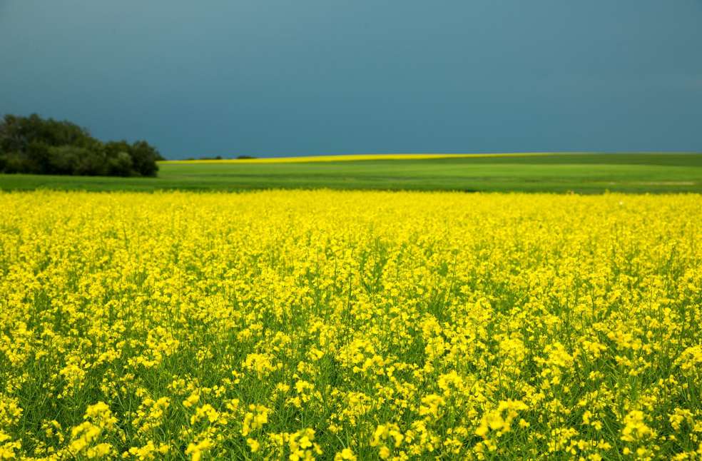 Canola field