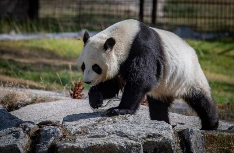 Finland returns Pandas to China