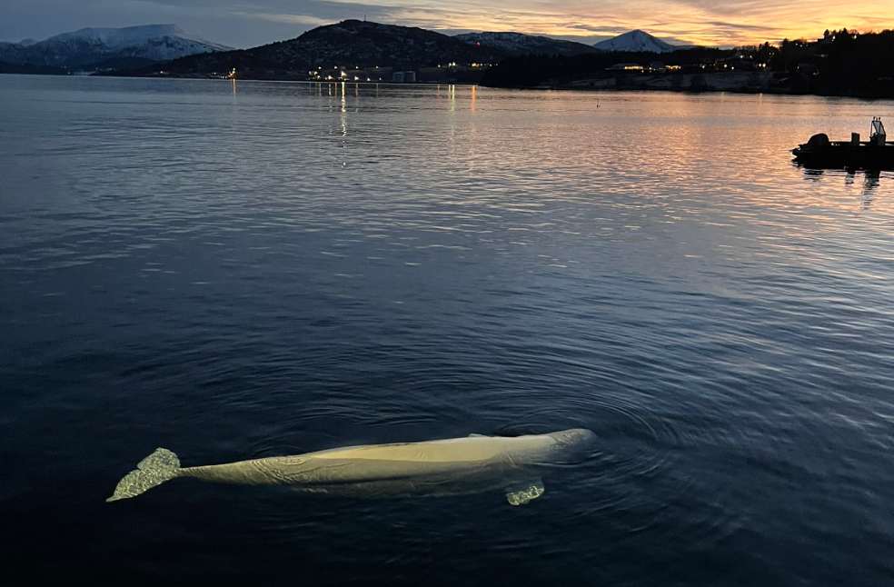 Hvaldimir beluga whale