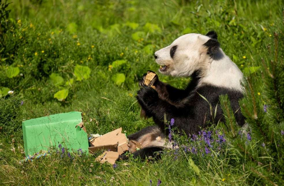 Panda Diplomacy