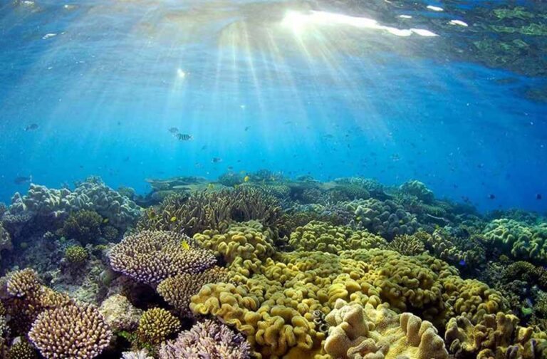 Great Barrier Reef faces significant Coral loss_Image Via_WWF Australia