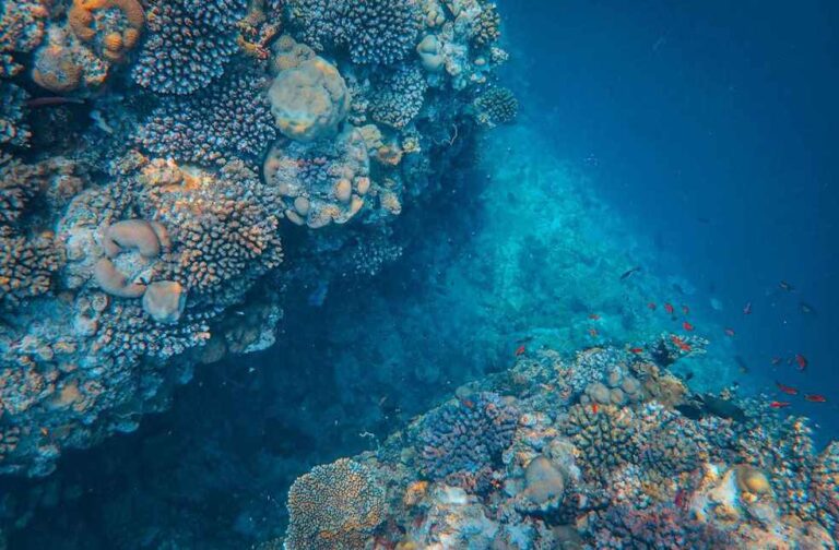 Largest known Coral discovered in Southwest Pacific; Over 300 years old_Image Via_Pexel