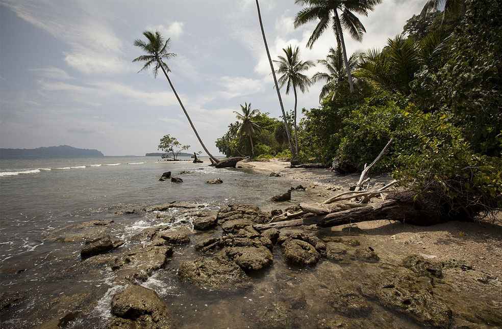 Largest known Coral discovered in Southwest Pacific; Over 300 years old_Image from_Wikipedial