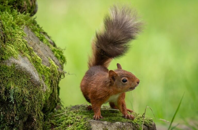 Red Squirrel