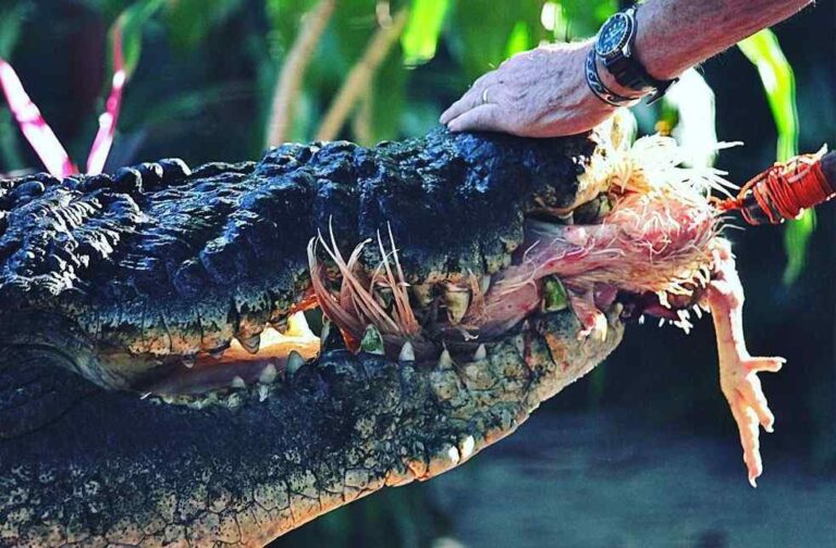 World’s largest captive Crocodile dies_Image Via_FB@Marineland Melanesia Crocodile Habitat