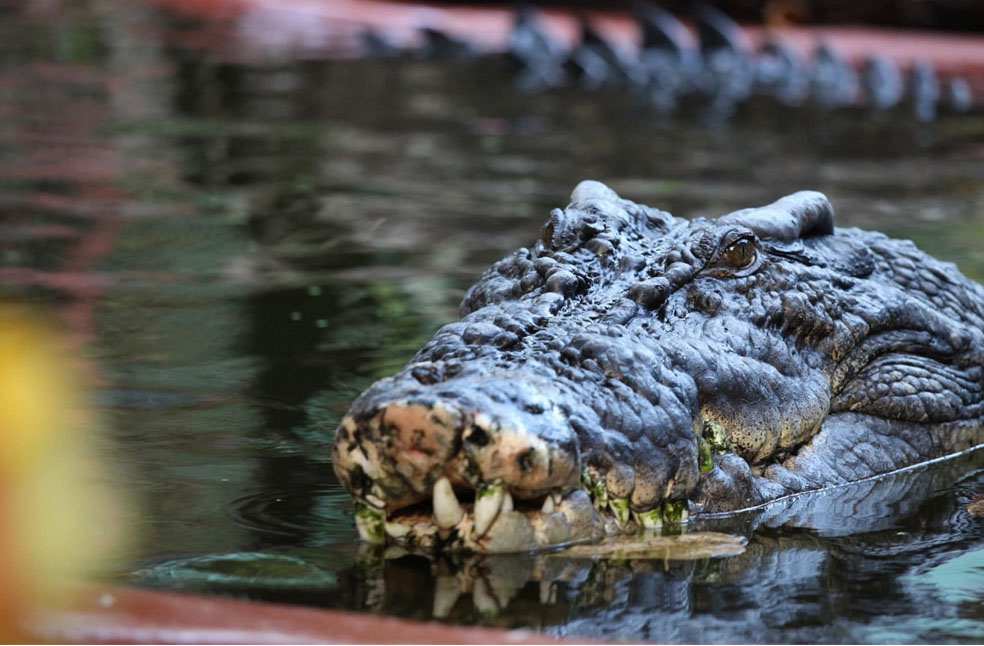 World’s largest captive Crocodile dies_Image Via_Live Science