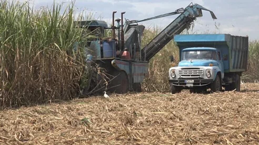 sugarcane harvest