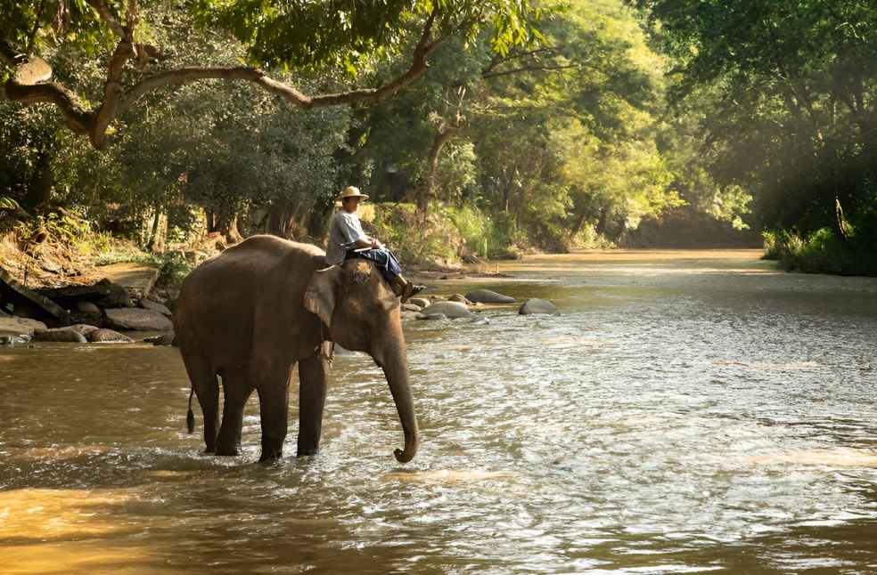 Elephant kills Spanish Tourist