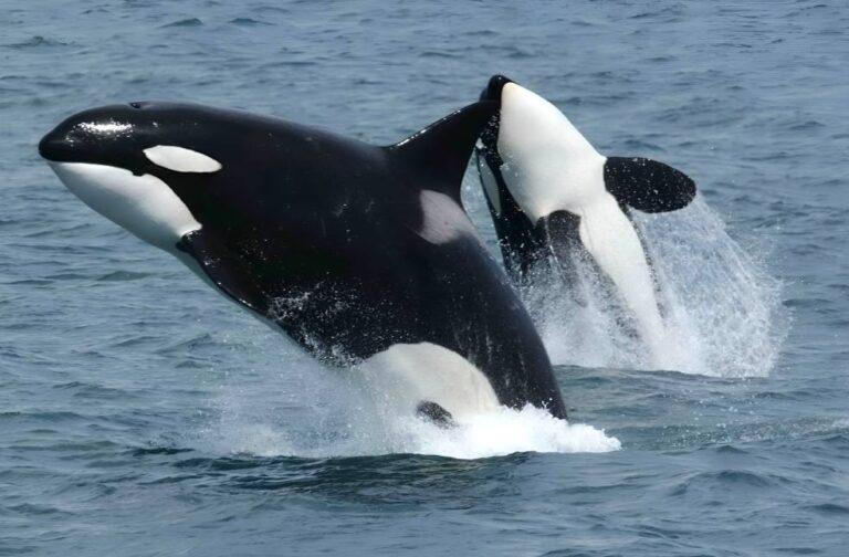 Tahlequah, the Grieving Killer Whale, loses another calf