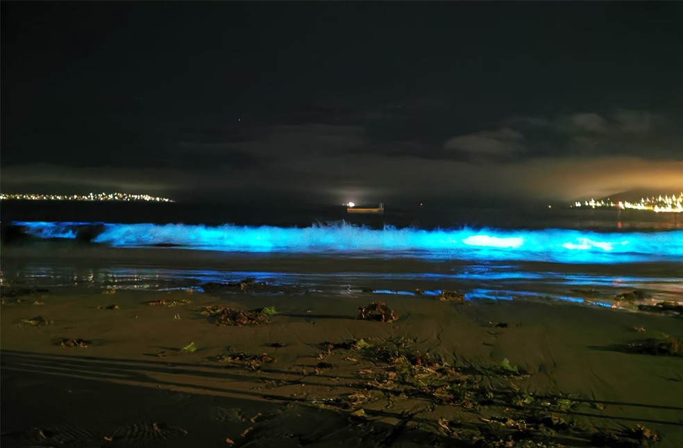 Tasmania’s 'Sea Sparkles' dazzle; But signal Environmental concerns_Image Via_FB@Bioluminescence Tasmania