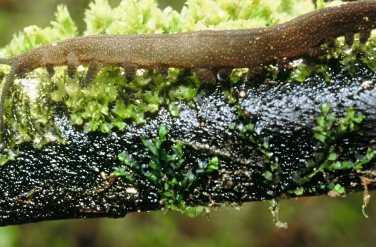 New Zealand bug of the year award