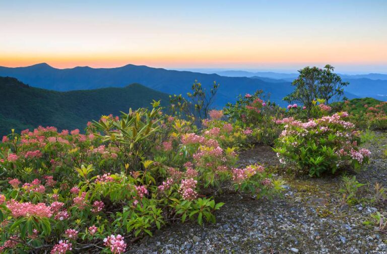 US Forest Service and NPS cut thousands of jobs