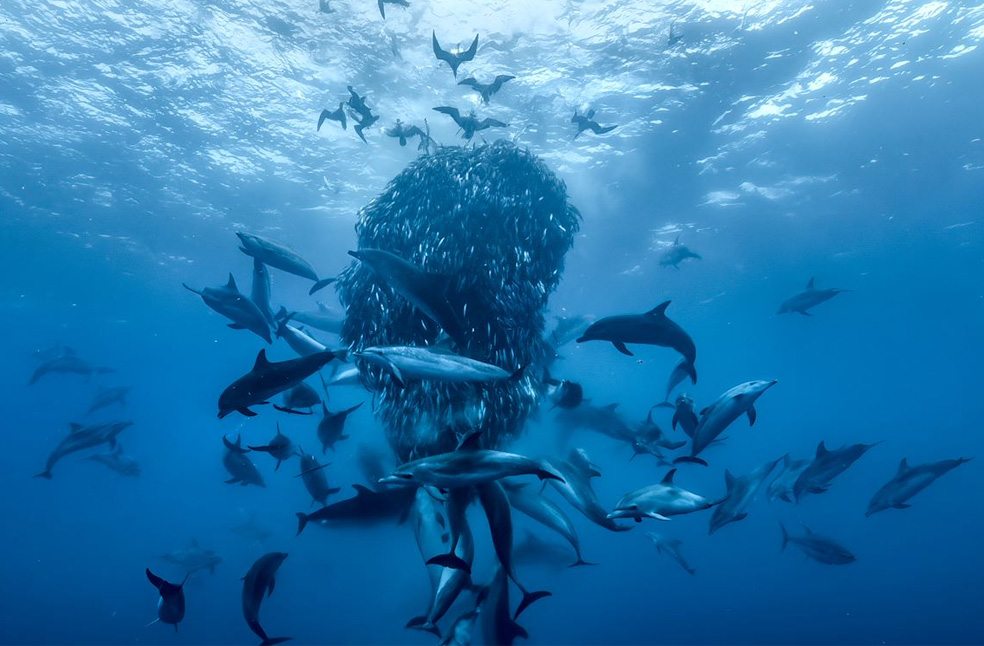 Attenborough unveils Ocean film_Image Via_Cineworld