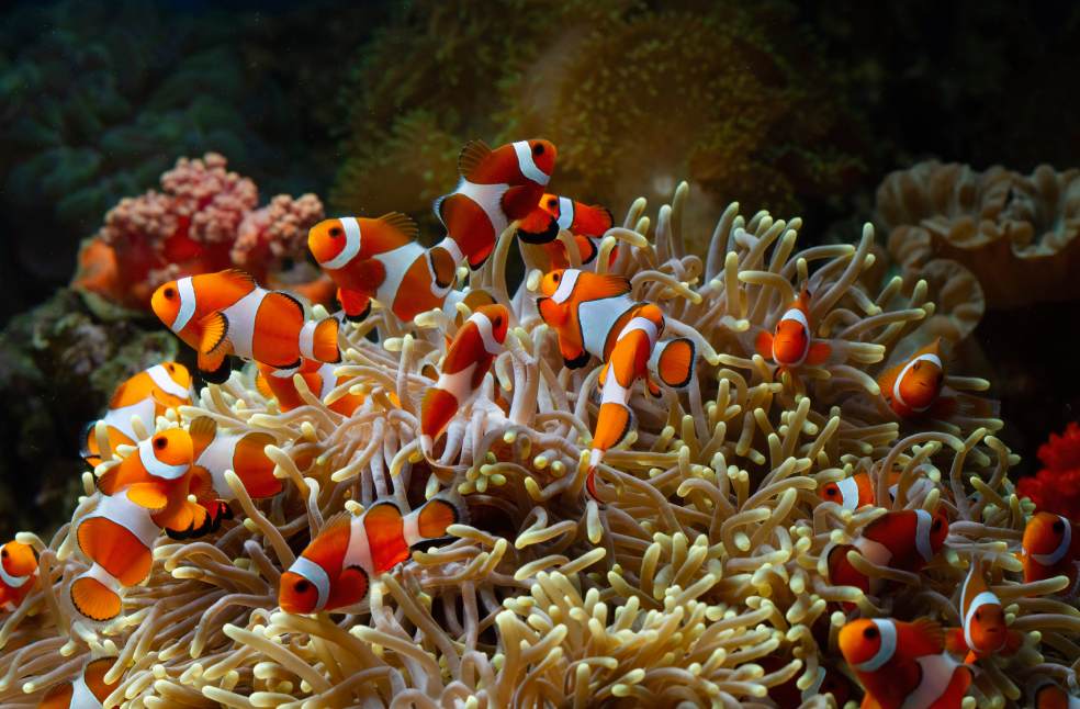 Clown Fish Shrinks