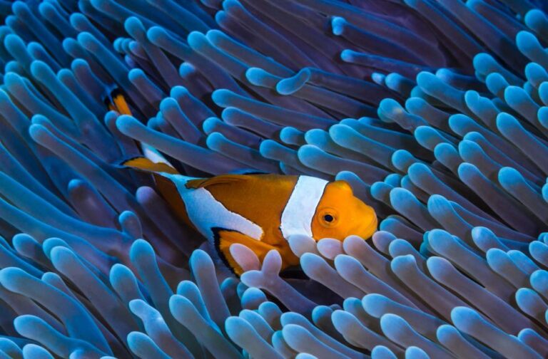Clownfish shrink to survive marine heatwaves, study reveals