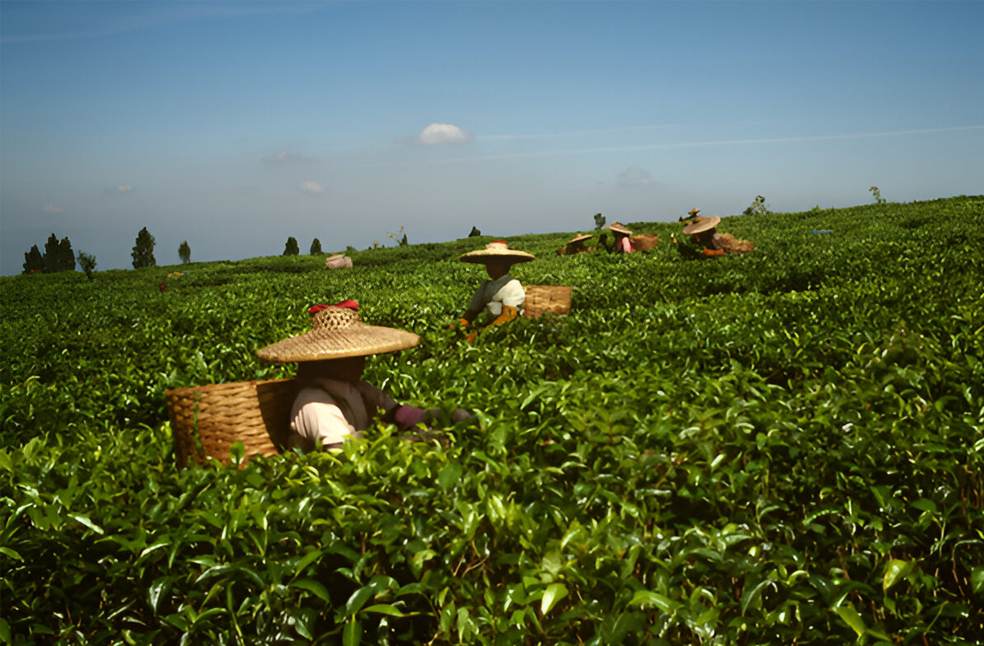 International Tea Day 2025_Image Via_UN FAO