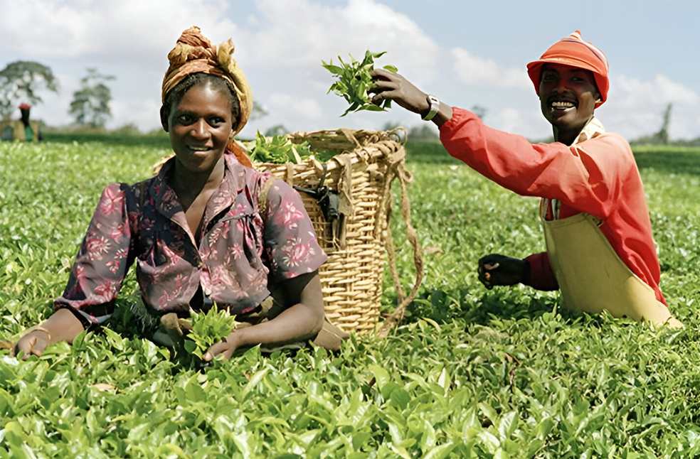 International Tea Day 2025_Image Via_UN