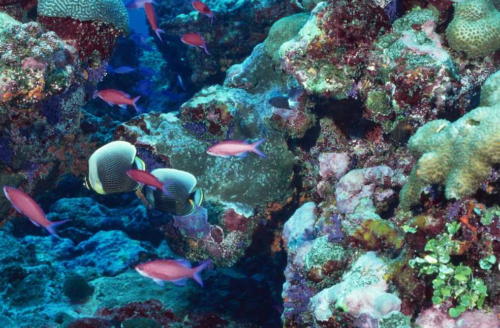 Ocean acidification Marine ecosystems