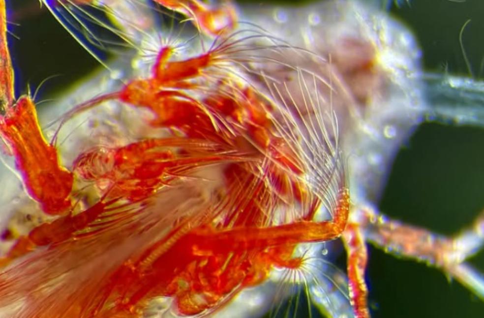 Antarctic zooplankton