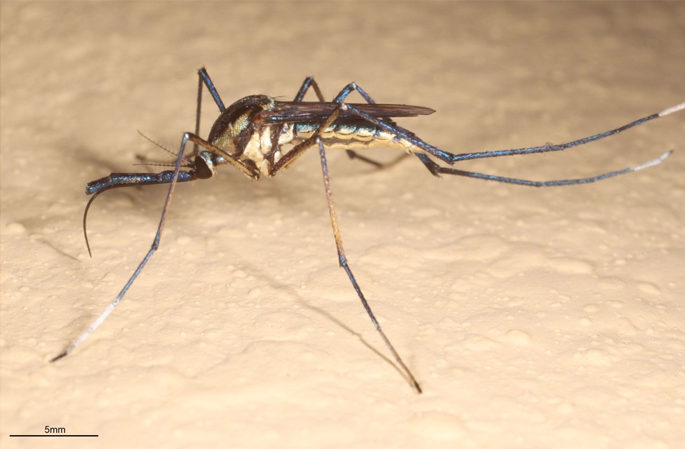 Chikunguniya outbreak in China_Image Via_Uni of Florida