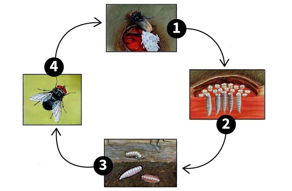 First human case of flesh-eating Screwworm reported in US_Image from_USDA