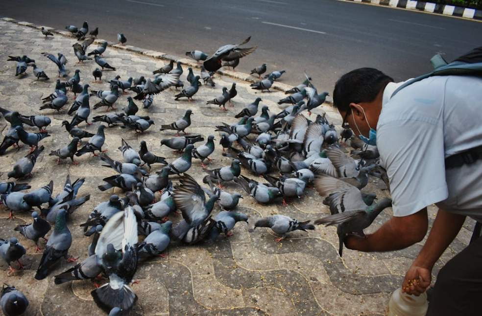 Pigeon feeding ban India
