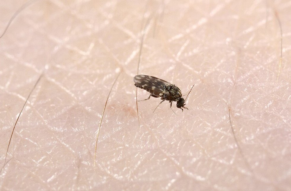 UK warns travellers of rising Chikungunya and Oropouche cases_Image Via_Wiki
