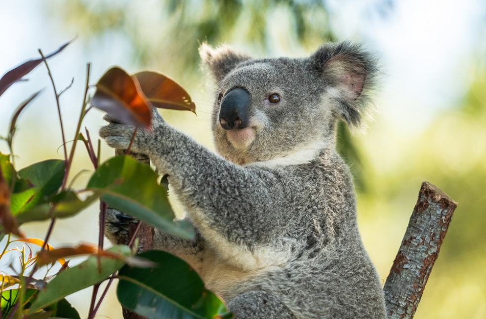 Koala chlamydia vaccine developed Australia