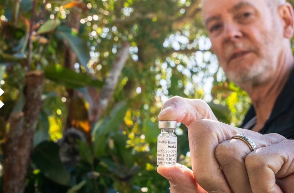 Koala chlamydia vaccine developed