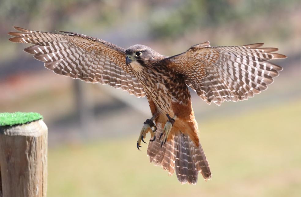 New Zealand falcon Bird of the Year 2025