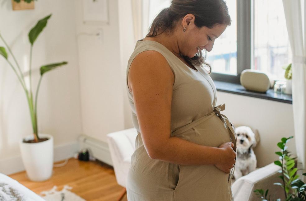 Pregnant woman touching belly with dog on sofa