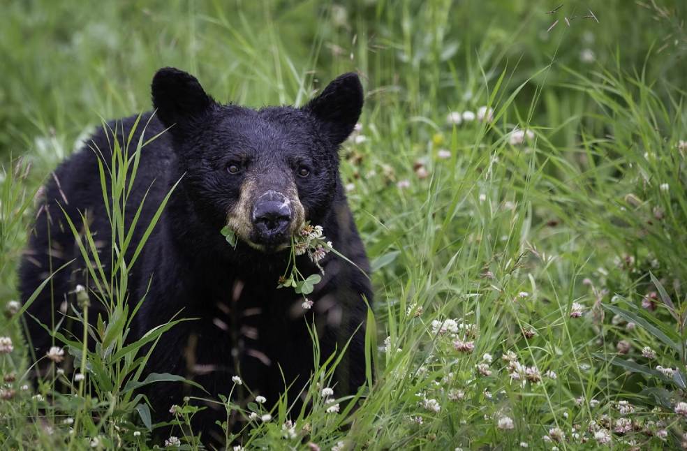 Black bear eating grass