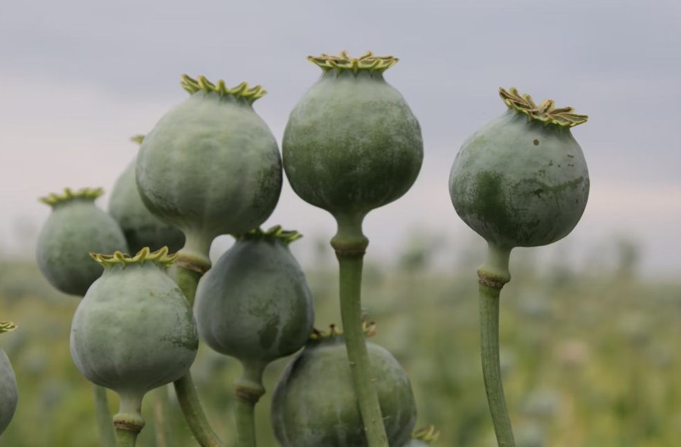 Opium poppy