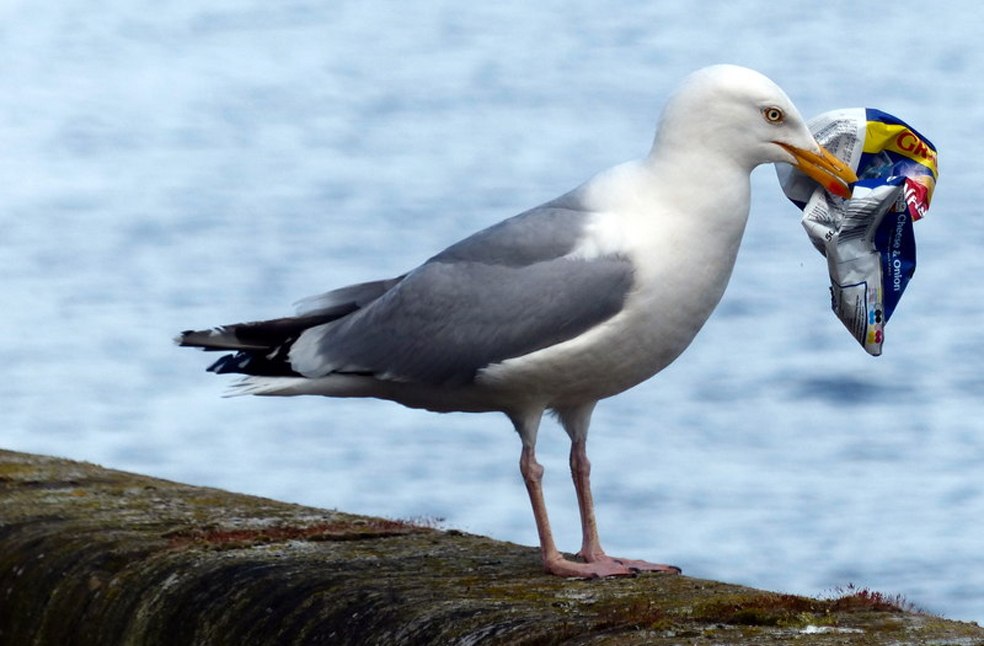 Shouting keeps gulls away-Image Via-BOU