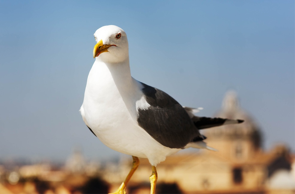 A gull perching on a handrail