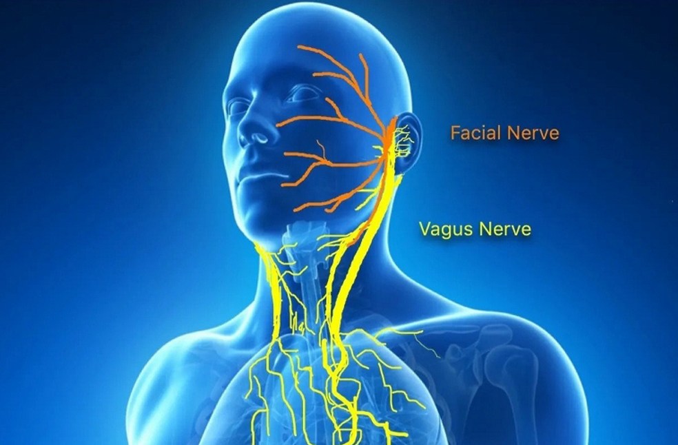 Vagus nerve-Image Via-NIH