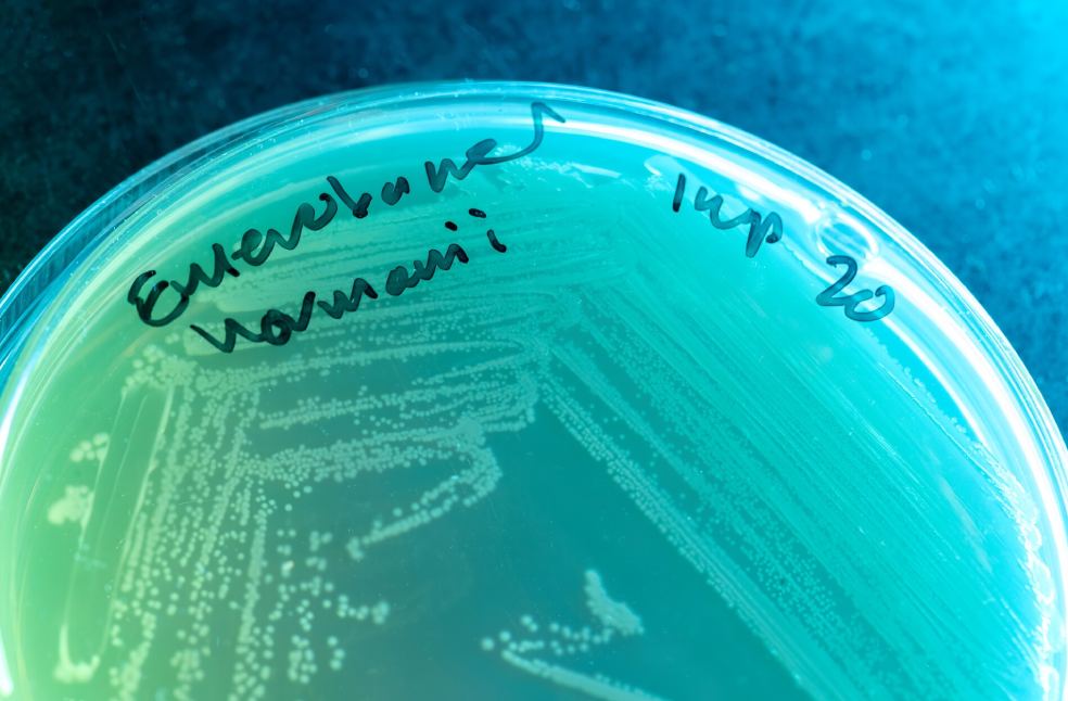 drug-resistant infections