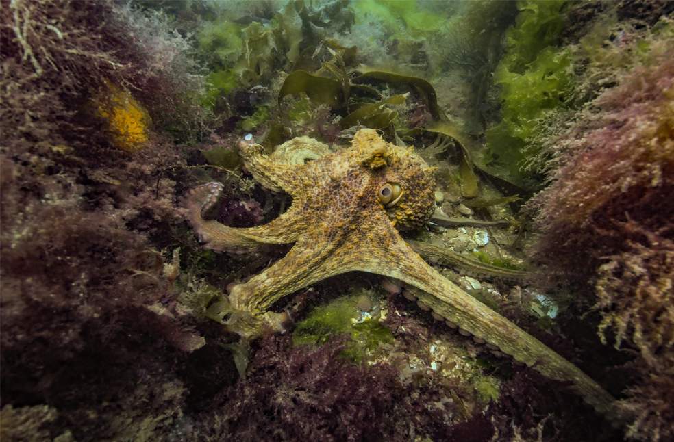 2025 Octopus-Image Via-FB-MBA