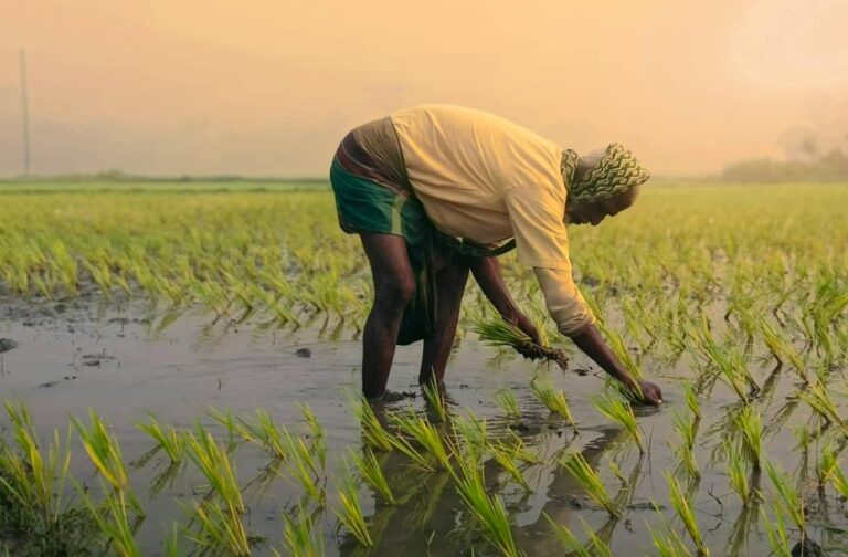 India’s rice export boom puts groundwater under severe strain Asian Farmer Planting Rice in Tranquil Field