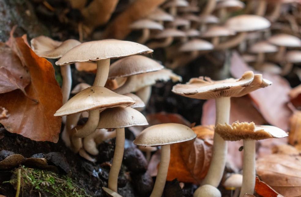 Autumn Forest Mushrooms with Fallen Leaves