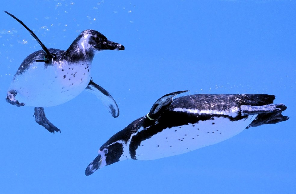 Penguins swimming together in the sea