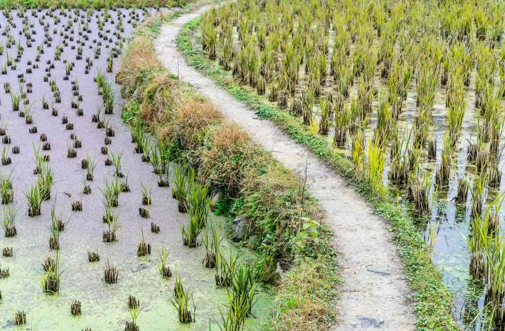 Rice plantation