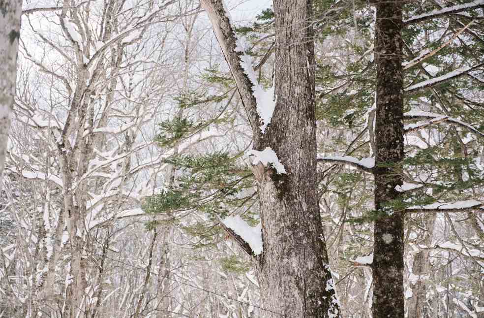 Snow forest at Togakushi shrine, Japan