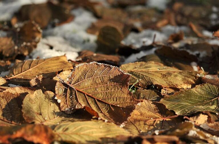 Shanghai records rare snowfall as cold wave grips China Shanghai leaves covered with snow after rare winter snowfall in the city.