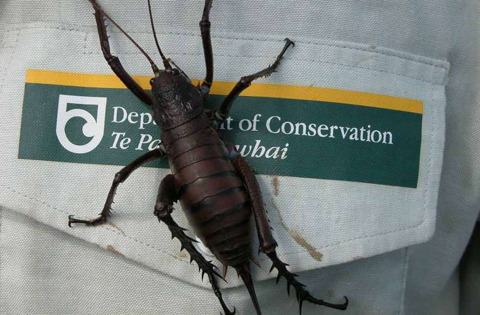 Avatar Moth NZ-Image Via-DoC