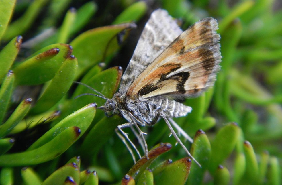 Avatar Moth NZ-Image from-NZBOTY