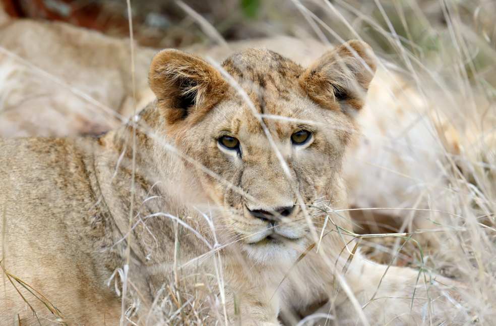 Lioness in the savannah