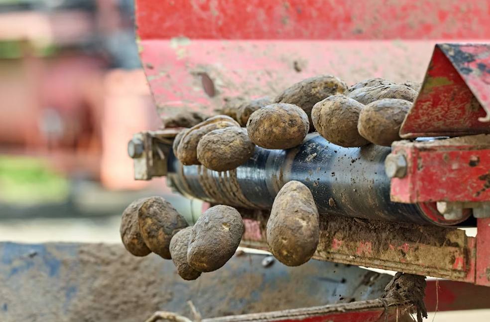 Freshly harvested potatoes covered in rich soil move along a muddy red agricultural machine's conveyor belt.
