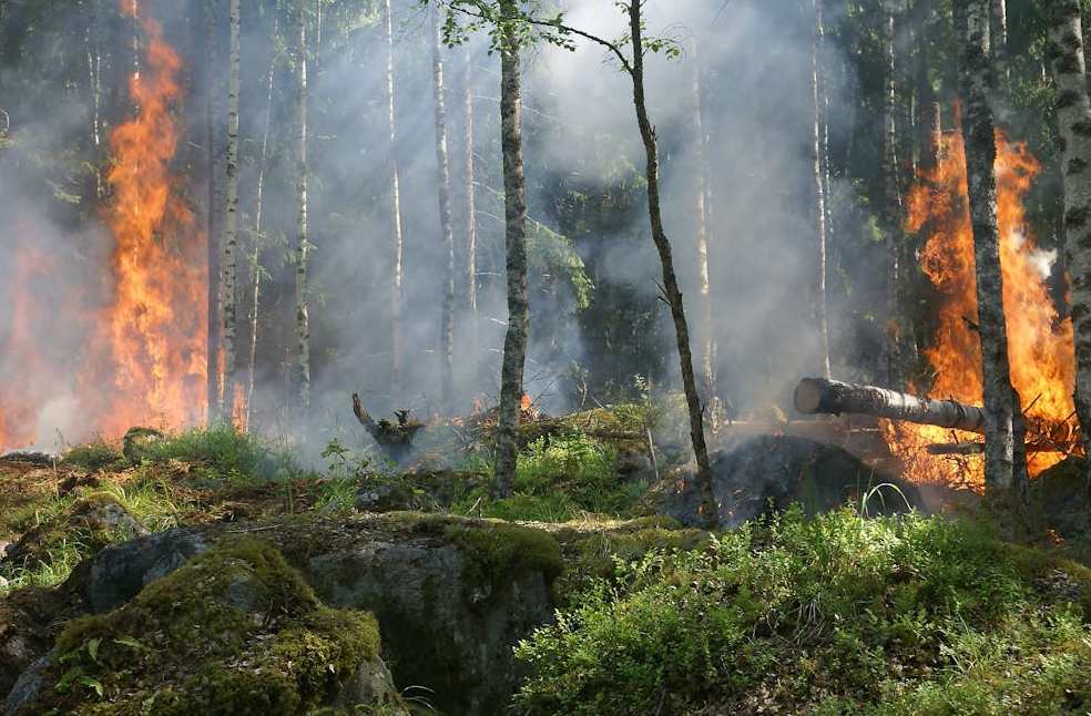 Forest on wild fire