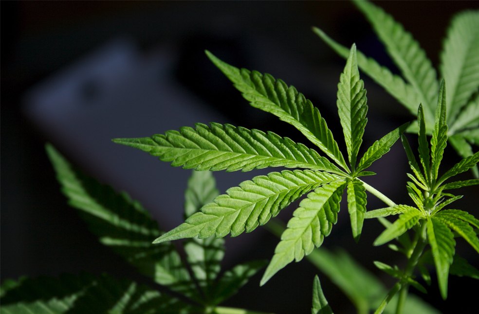 Cannabis benefits in mental health-Image Via-Harvard Health